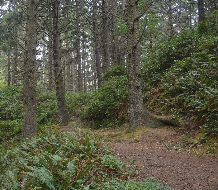 the forested trail 